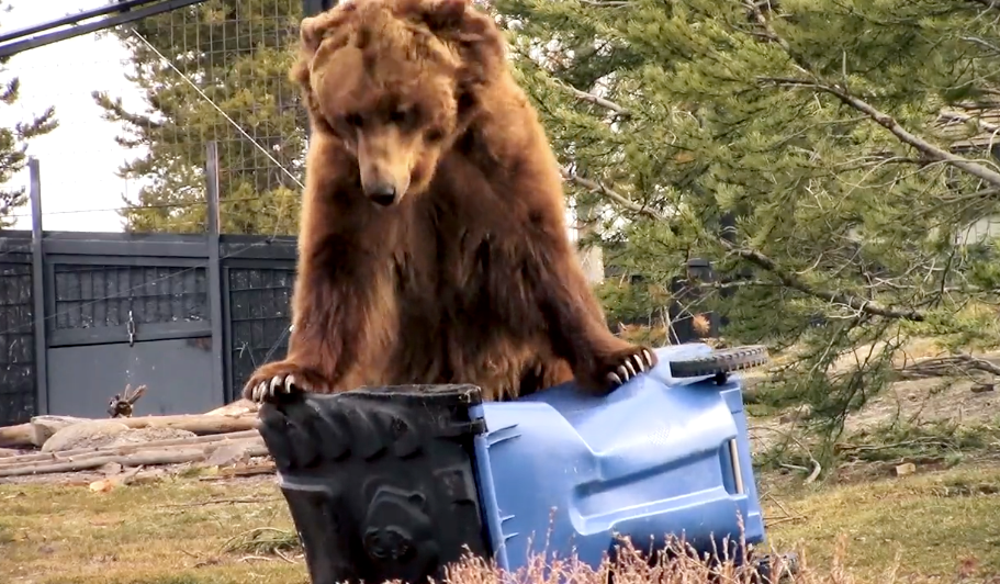 BearCart_Vid_thumb.png
